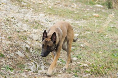 Belçika çoban arıyor
