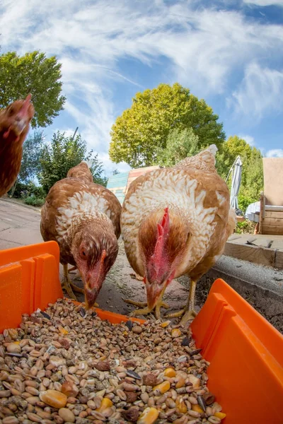 Hühner Picken Weitwinkel — Stockfoto