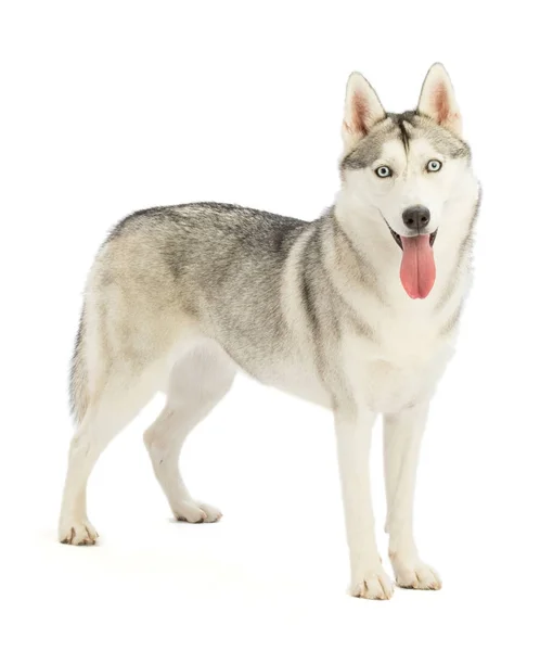 Siberische husky — Stockfoto