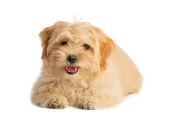sevimli köpek yavrusu