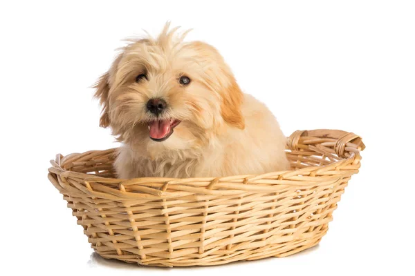 Прекрасный щенок в корзине — стоковое фото