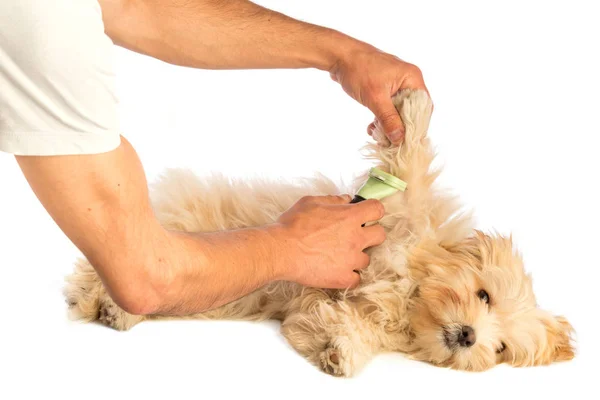 Beyaz Arka Plan Üzerinde Köpek Yavrusu Burç — Stok fotoğraf