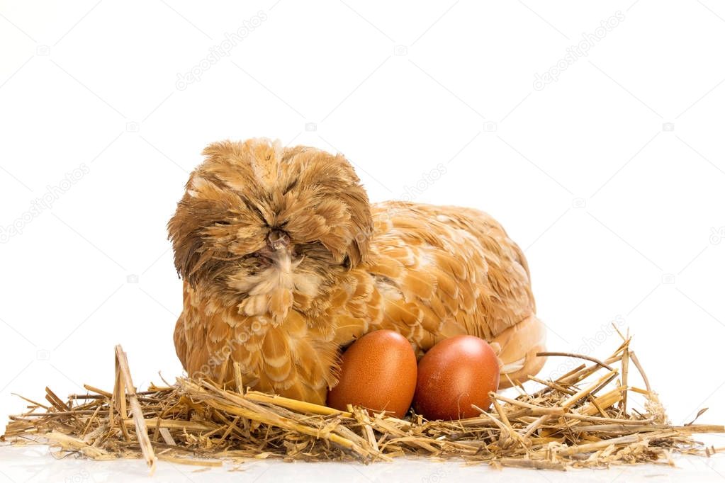 Brown hen with egg on straw