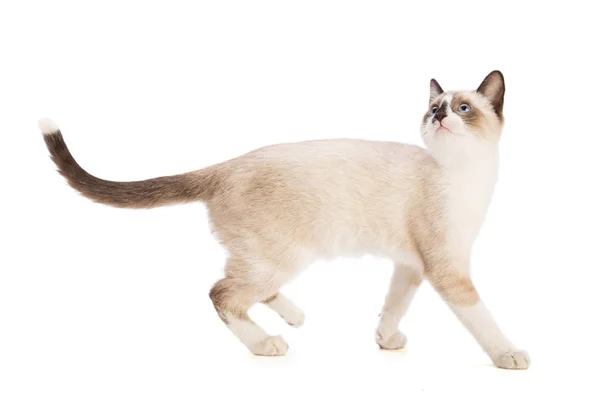 Beige kitten — Stock Photo, Image