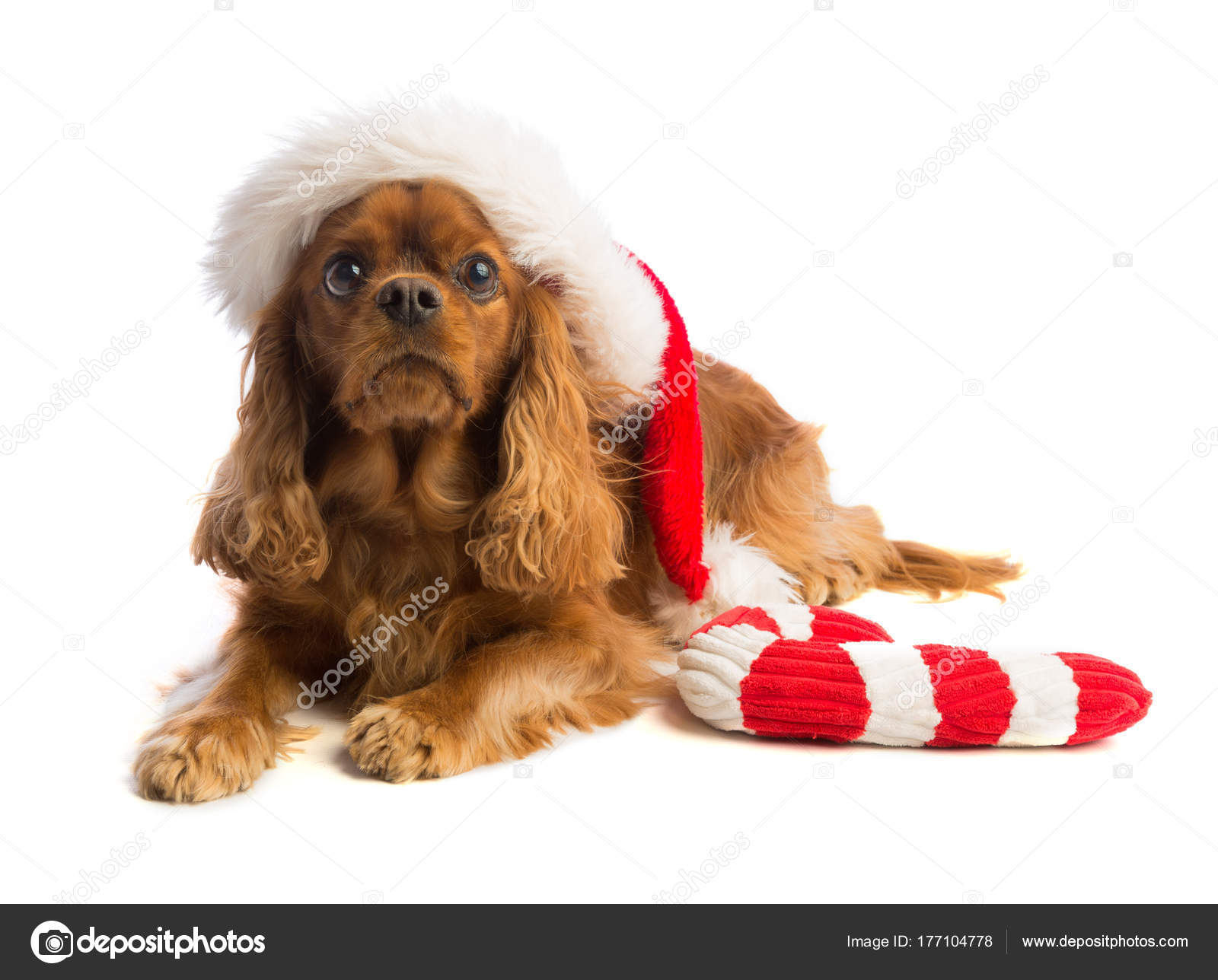 christmas cavalier king charles spaniel