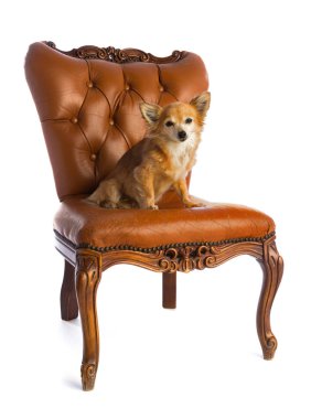 Chihuahua koltuk üzerinde