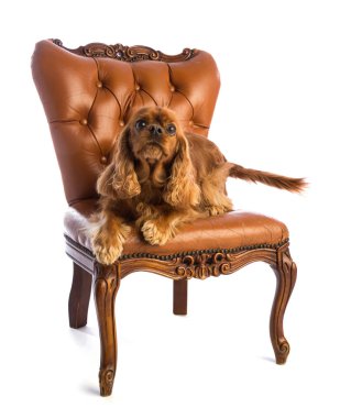 Düşüncesiz kral şarlatan İspanyol koltuk üzerinde