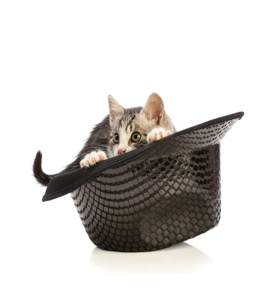 Прекрасный котенок в шляпе — стоковое фото