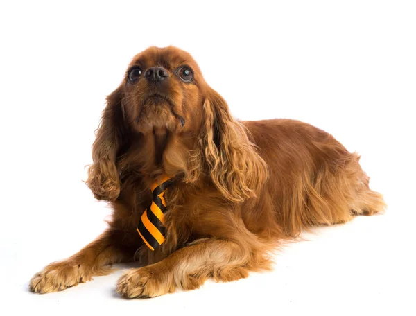 骑士国王查尔斯猎犬与领带 — 图库照片