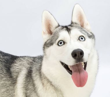 Siberian dış yapraklar