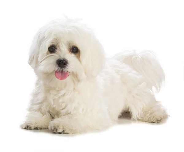 Güzel beyaz bichon 