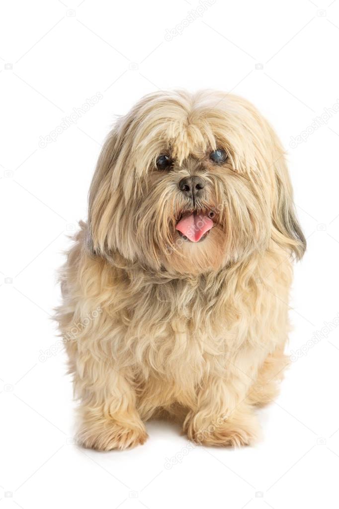 Lhasa Apso on white background