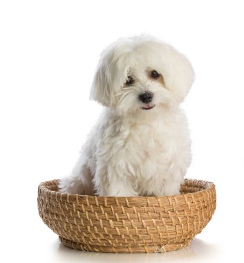 Sepet içinde güzel bichon