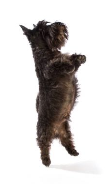 Siyah İskoç korkunç