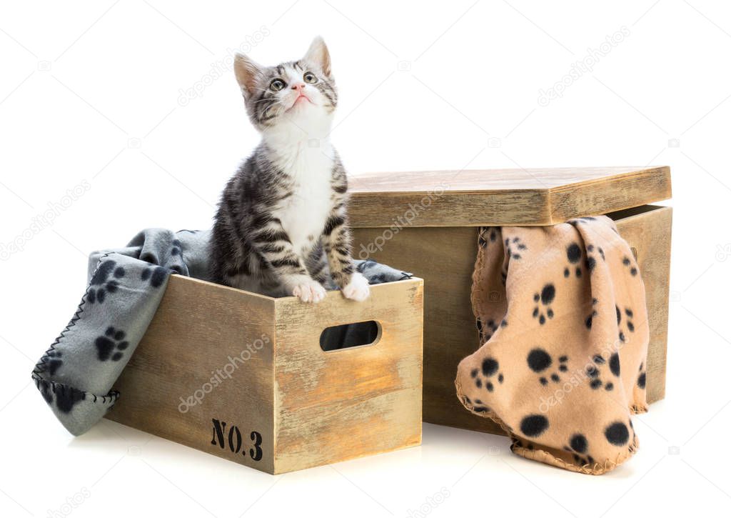 Lovely kitten in box