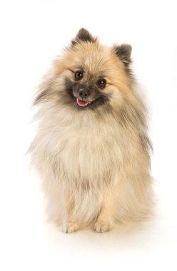 Pomeranian oturmak