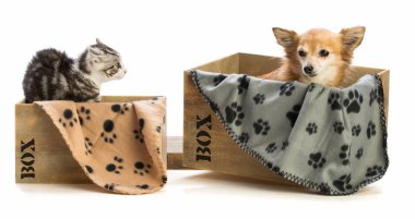 Chihuahua kutusuyla de kızgın kedi