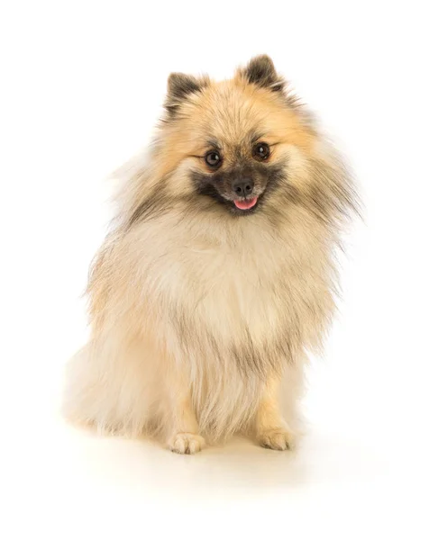 Sit pomeranian — Stock fotografie