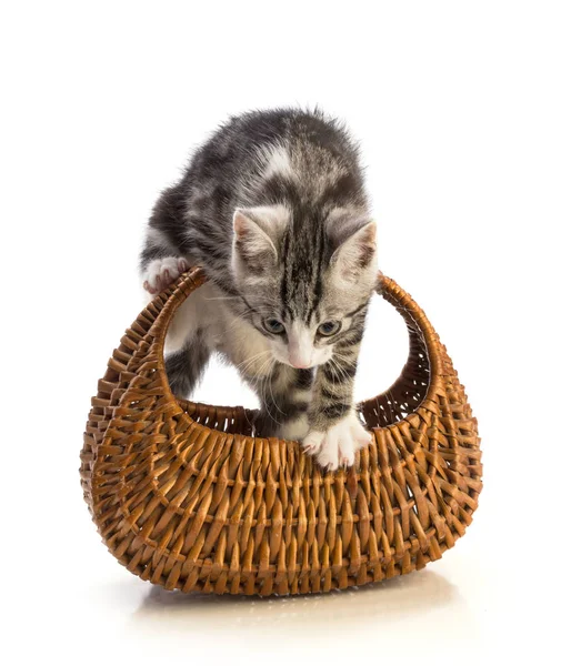 Веселый котенок в корзине — стоковое фото