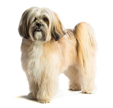 Lhassa Apso