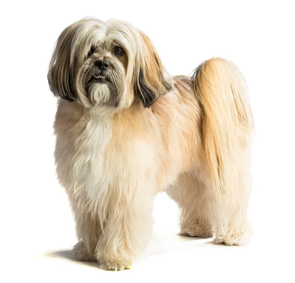 Lhassa Apso