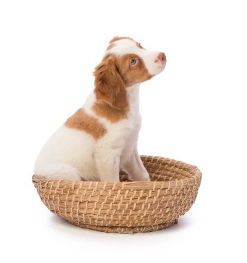Sepette Beyaz arka plan üzerinde Brittany spaniel ayarı