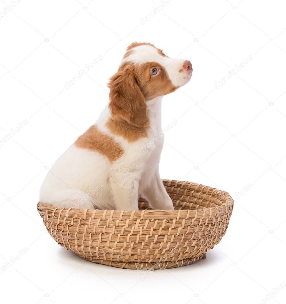 Brittany spaniel setting in basket on white background