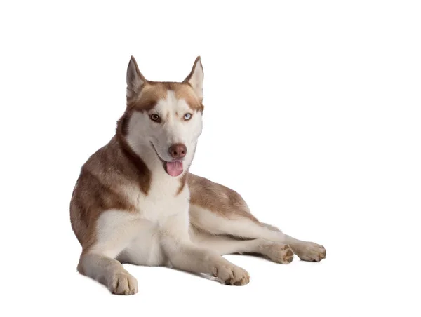 Liggande Siberian Husky Vit Bakgrund — Stockfoto