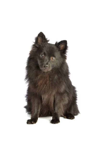 Schwarzer Pommernhund — Stockfoto