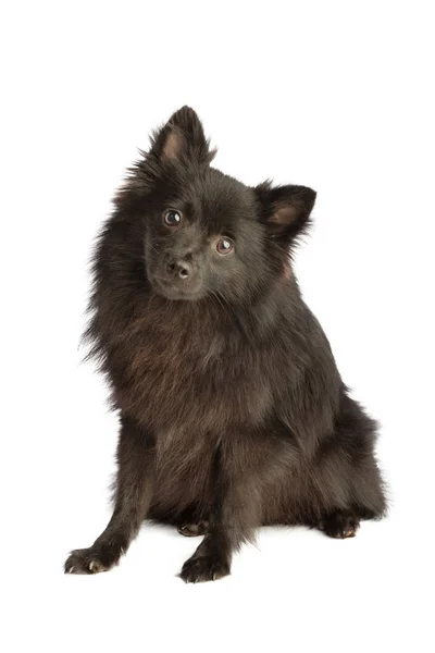 Black pomeranian dog — Stock Photo, Image