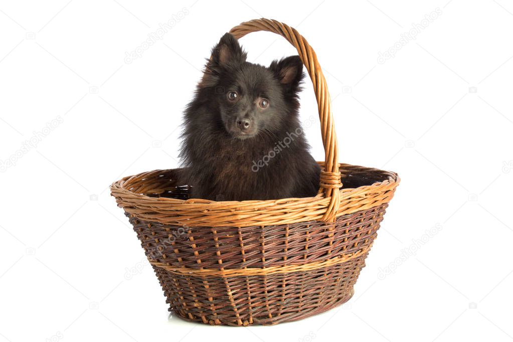 Black pomeranian dog in basket