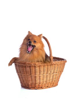 Güzel karamel renkli köpek sepeti