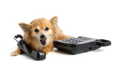 Chiuhuahua siyah eski telefon ile