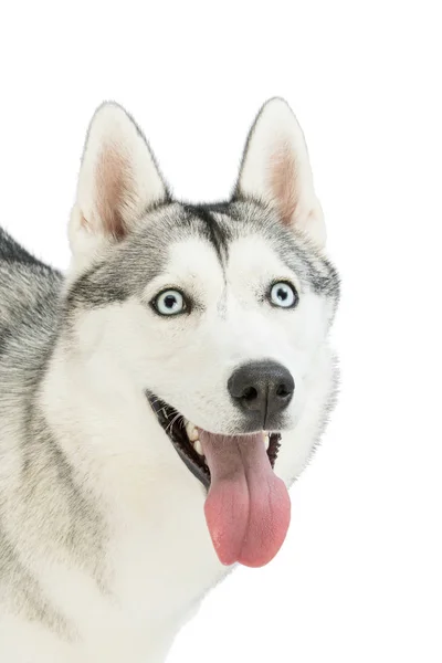 Husky siberiano saca la lengua —  Fotos de Stock