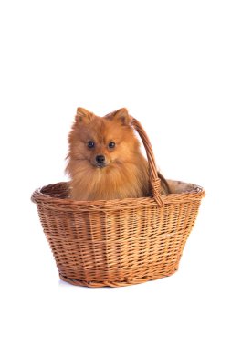 Güzel karamel renkli köpek