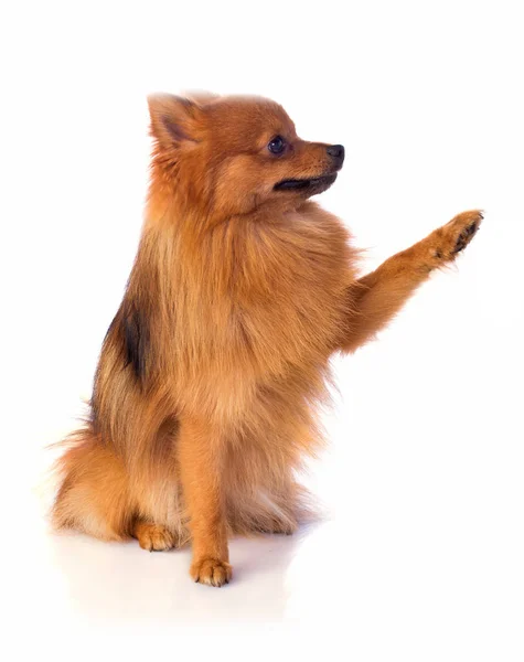 Schöner karamellfarbener Hund gibt der Pfote — Stockfoto