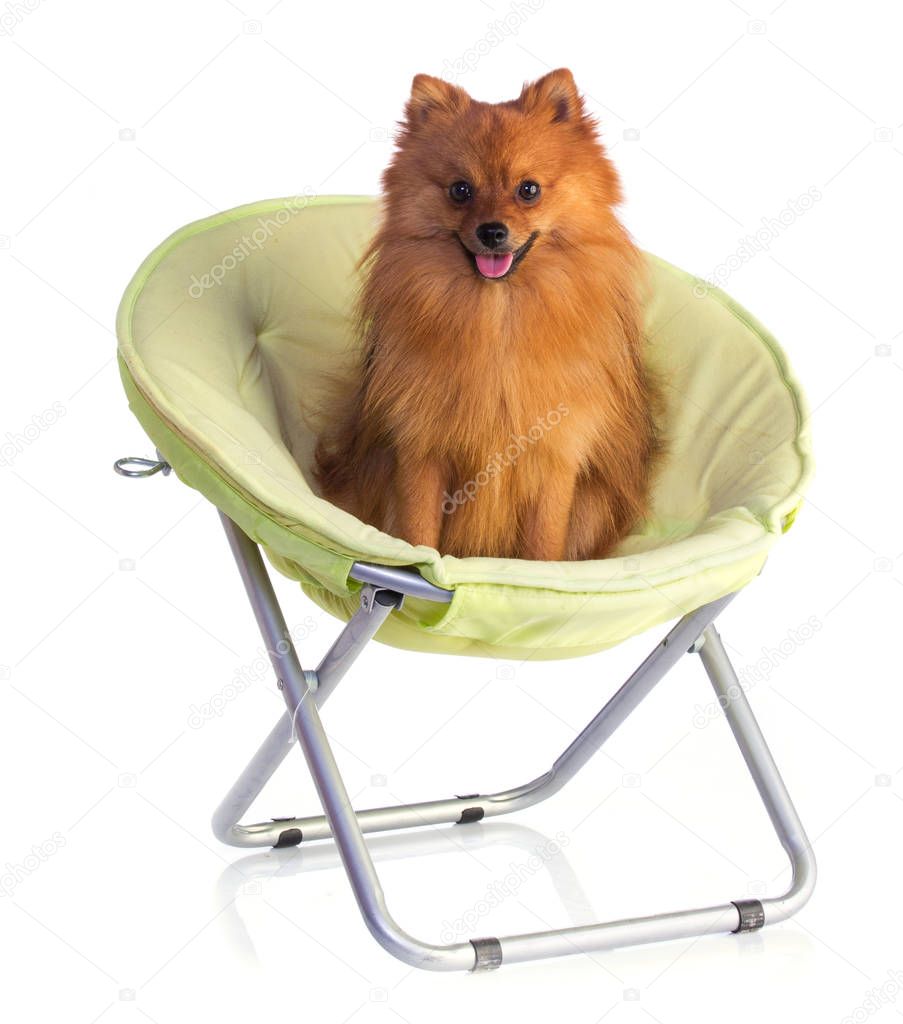 Lovely caramel-colored dog in chair