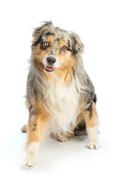 Australian shepherd blue merle is sitting — Stock Photo, Image