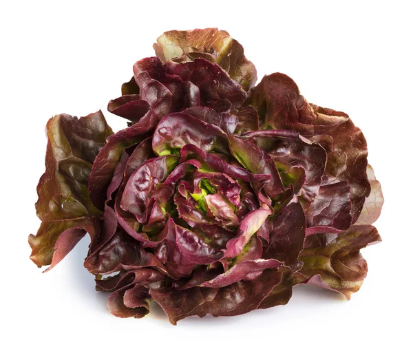 Lettuce red — Stock Photo, Image