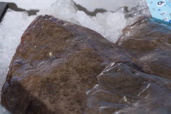 Turbo pescado sobre hielo —  Fotos de Stock