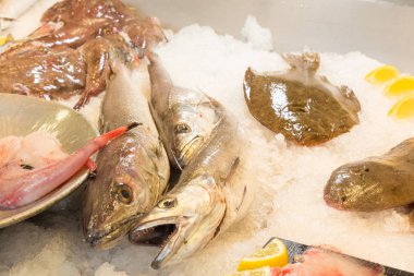 Bir balıkçı, taze balıklar