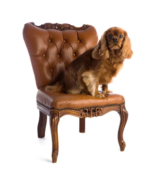 Cavalier King Charles Spaniel op fauteuil — Stockfoto