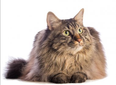Büyük kedi Norveççe, uzun saçlı kedi