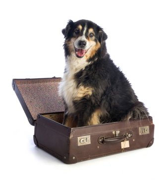 Bavul içinde üç renkli siyah Avustralya çoban köpeği