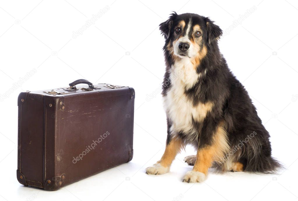 Tricolor black Australian shepherd with suitcase