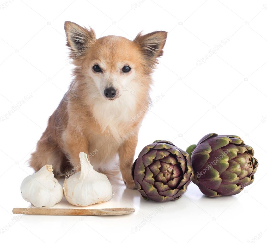 dog posing with artichokes 