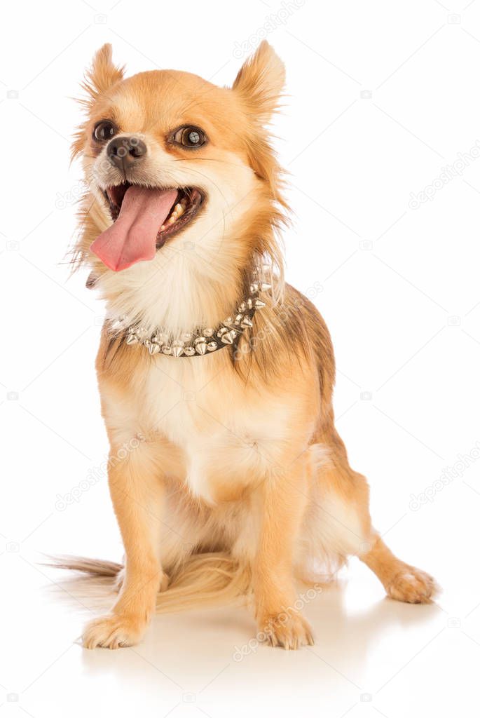 Chihuahua with long hair with a studded necklace