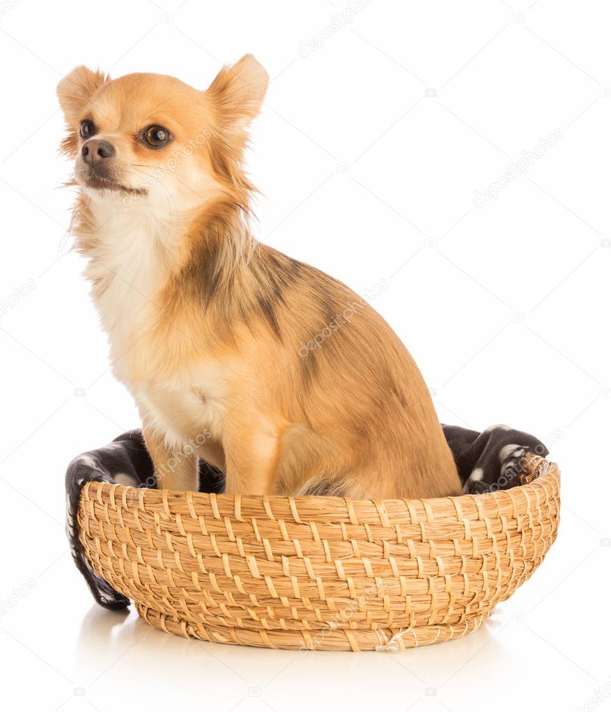 Chihuahua with long hair in basket