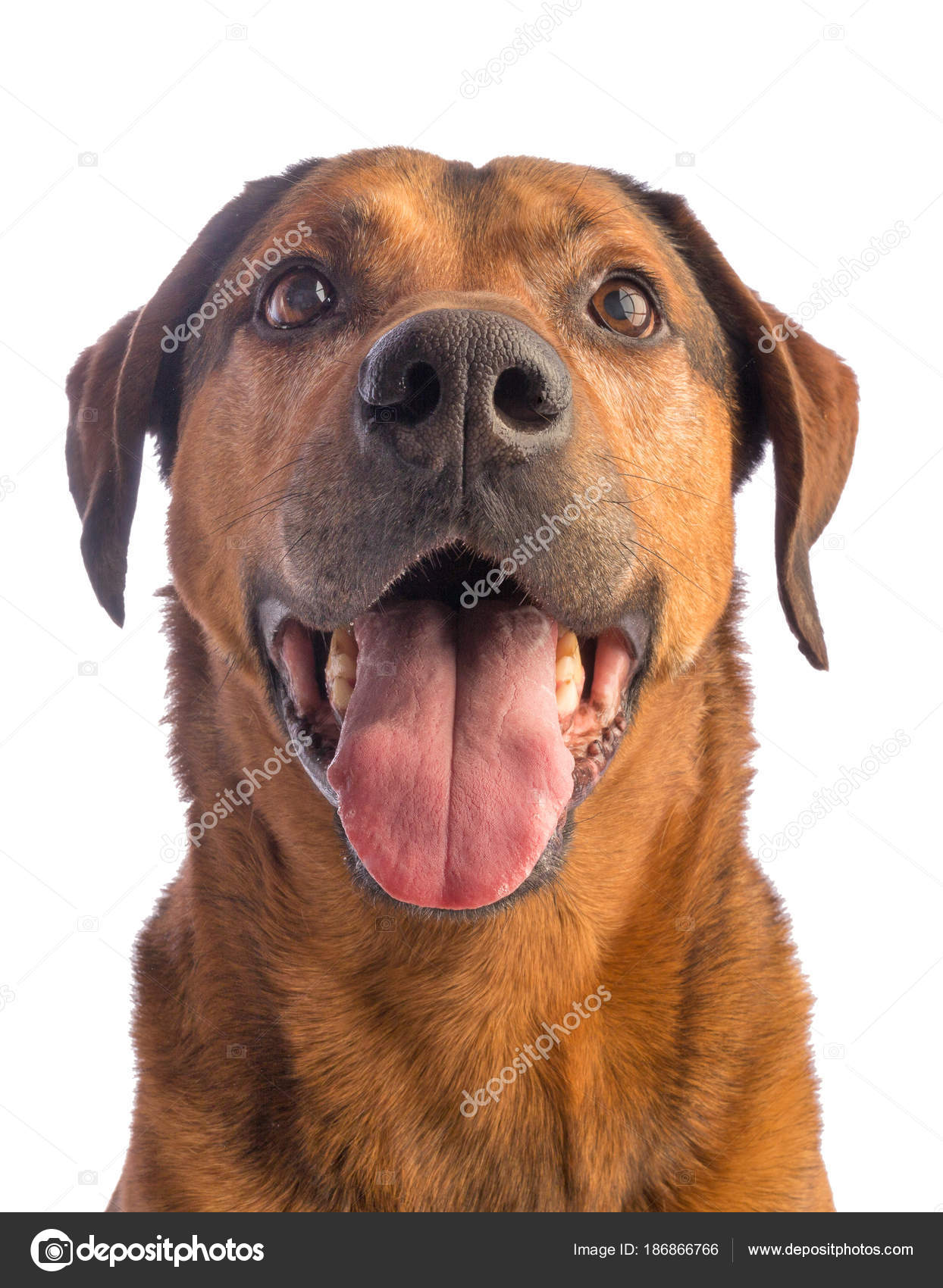 Large Brown Dog With Short Hair Stock Photo C Emmanuellegrimaud
