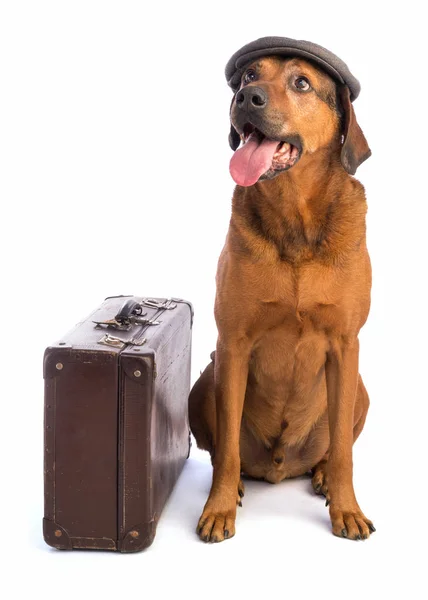 Suitecase ve kap ile kısa saçlı büyük kahverengi köpek — Stok fotoğraf